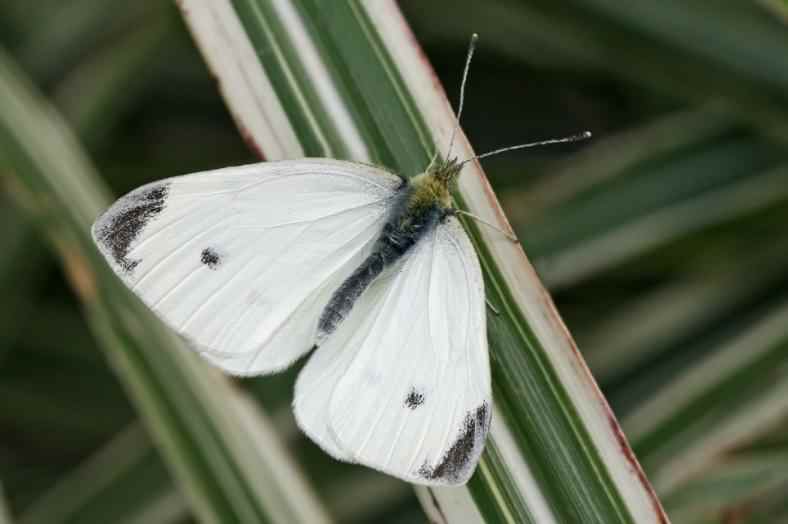 Small White - Pieris rapae, click for a larger image, photo licensed for reuse ©2008 Entomart