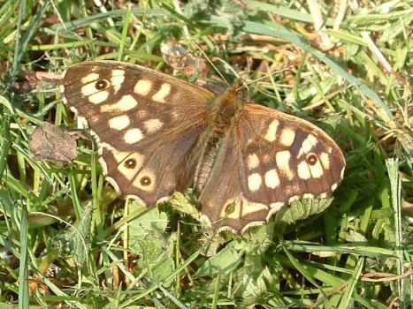 Speckled Wood - Pararge aegeria, species information page