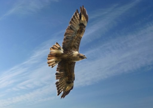 Buzzard - Buteo buteo, click for a larger image, ©2020 Colin Varndell, used with permission