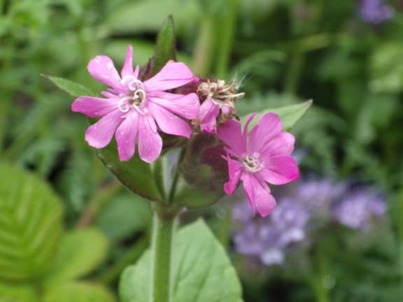 Red Campion - Silene dioica, click for a larger image