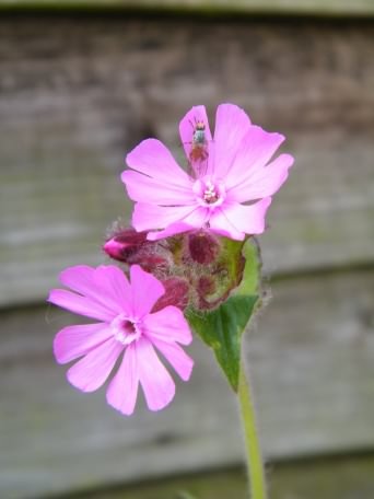 Red Campion - Silene dioica, click for a larger image