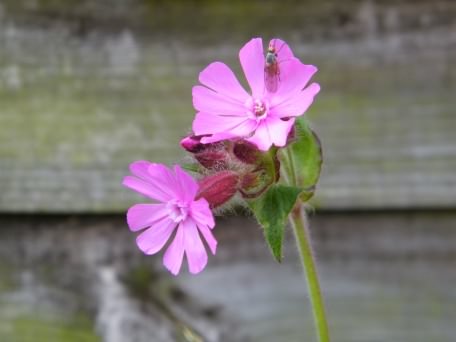 Red Campion - Silene dioica, click for a larger image