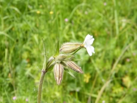 White Campion - Silene latifolia, click for a larger image