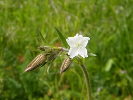 White Campion - Silene latifolia, click for a larger image
