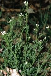 Wavy Bittercress - Cardamine flexuosa, species information page, photo licensed for reuse CCASA3.0