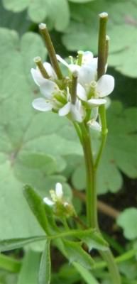 Hairy Bittercress - Cardamine hirsuta, species information page, licensed for reuse NCSA3.0