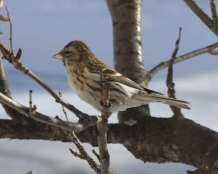 Redpoll - Carduelis flammea, species information page