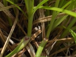 Spiked Sedge - Carex spicata, click for a larger image, photo licensed for reuse CCASA3.0