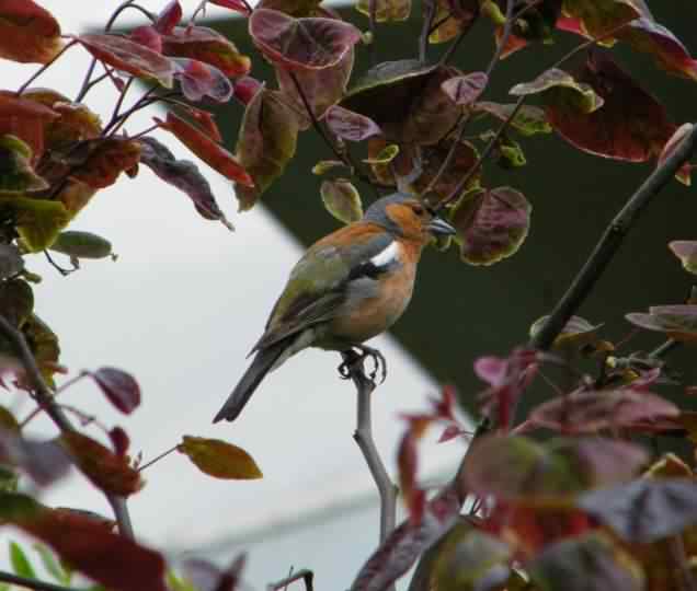 Chaffinch - Fringilla coelebs, click for a larger image