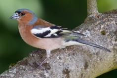Chaffinch - Fringilla coelebs, click for a larger image, photo licensed for reuse CCASA2.5