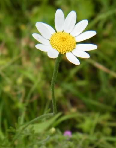 Corn Chamomile - Anthemis arvensis, click for a larger image