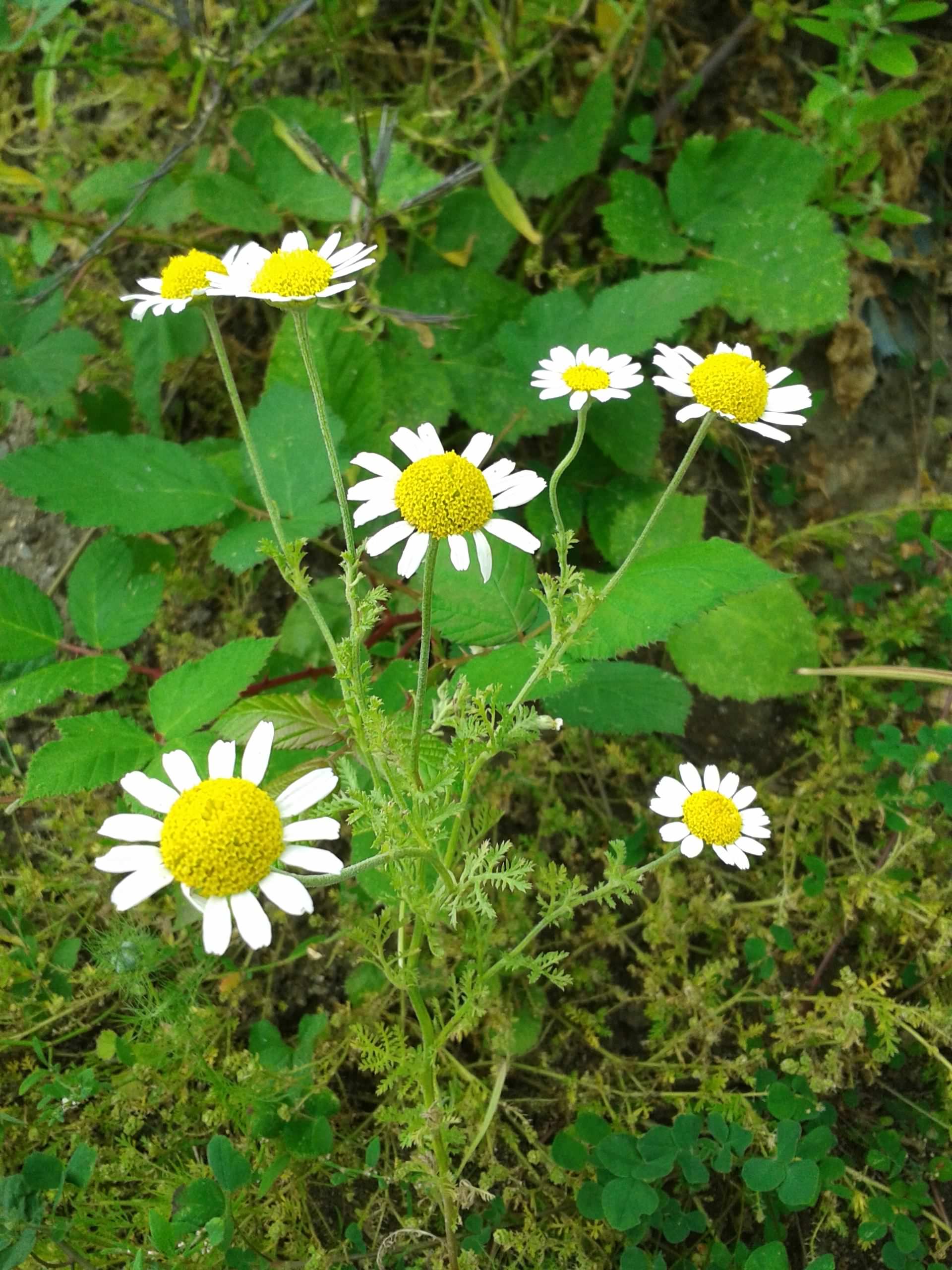 Roman Chamomile Chamaemelum Nobile Species Information Page Also 