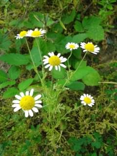 Chamomile - Roman species information page