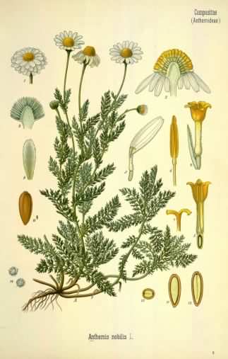 Roman Chamomile - Chamaemelum nobile, click for a larger image, photo is in the public domain