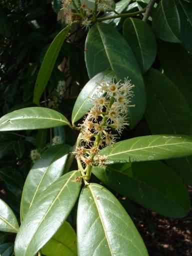 Cherry Laurel - Prunus laurocerasus, click for a larger image