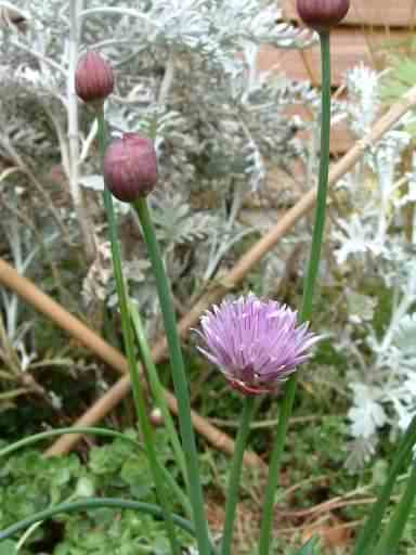 Chives - Allium schoenoprasum, click for a larger image