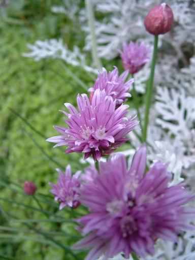 Chives - Allium schoenoprasum, click for a larger image