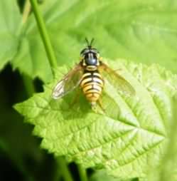 Hoverfly - Chrysotoxum cautum, species information page