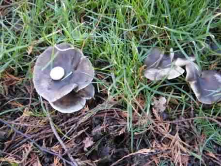 Clouded Agaric - Clitocybe nebularis, click for a larger image