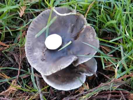 Clouded Agaric - Clitocybe nebularis, click for a larger image