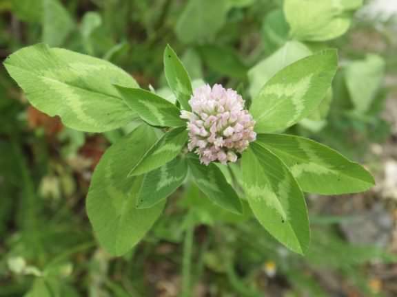 Red Clover - Trifolium trifolium pratense, click for a larger image