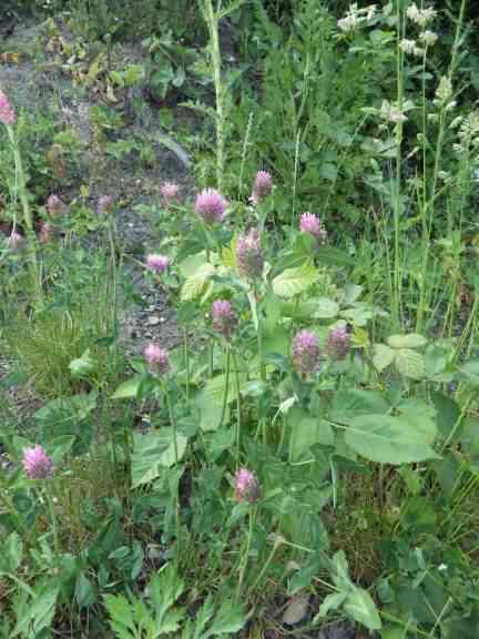 Red Clover - Trifolium trifolium pratense flower and leaf, click for a larger image