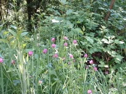 Red Clover - Trifolium trifolium pratense habit, click for a larger image