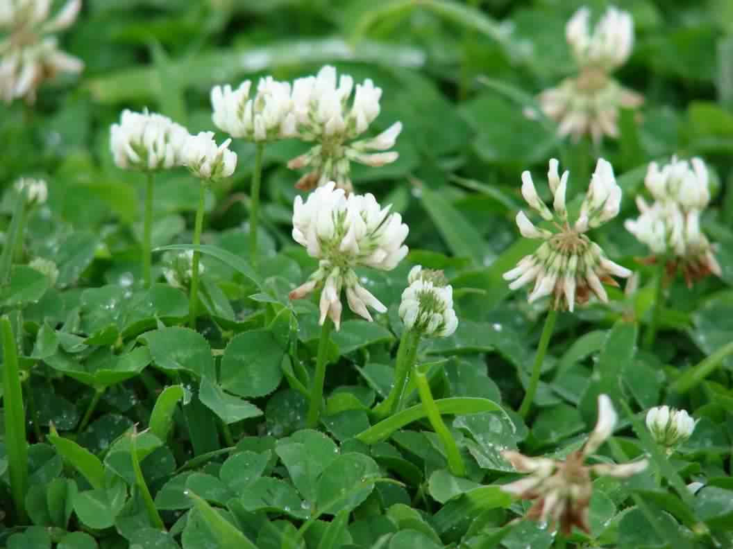 White Clover - Trifolium repens, species information page, photo licensed for reuse CCASA3.0
