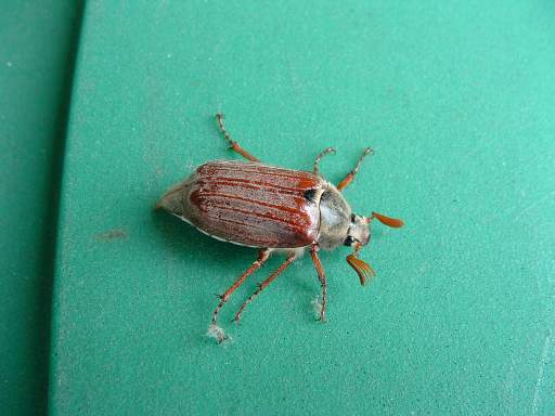 Cockchafer - Melolontha melolontha, click for a larger image