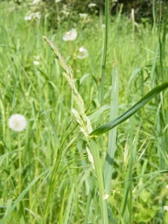 Cocksfoot - Dactylis glomerata, click for a larger image