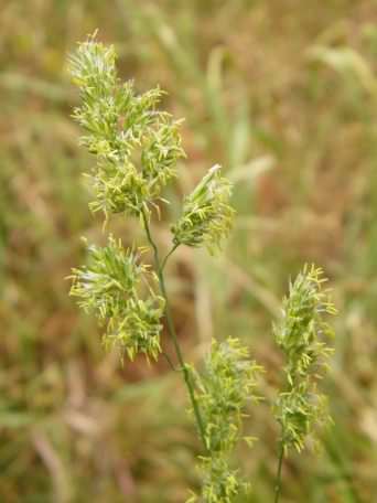 Cocksfoot - Dactylis glomerata, click for a larger image