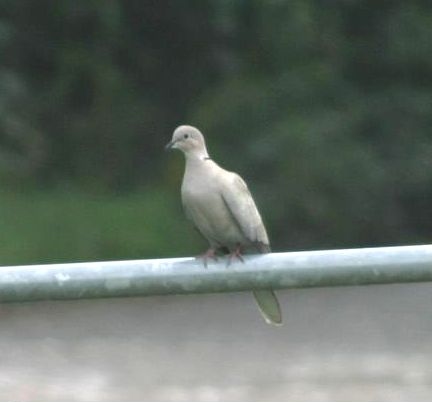 Collared Dove - Streptopelia decaocto