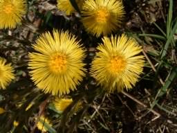 Colt's foot - Tussilago farfara, click for a larger image