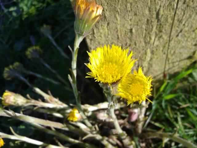 Colt's foot - Tussilago farfara, click for a larger image