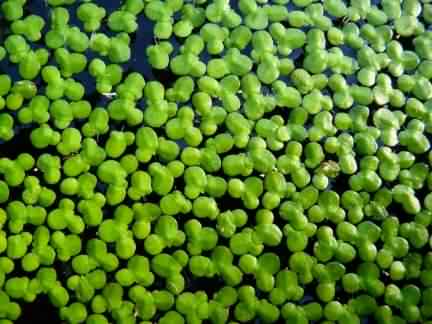 Common Duckweed - Lemma minor, click for a larger image, photo licensed for reuse CCASA3.0