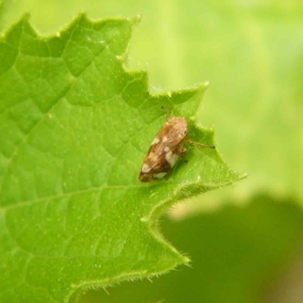 Common Froghopper - Philaenus spumarius, click for a larger image