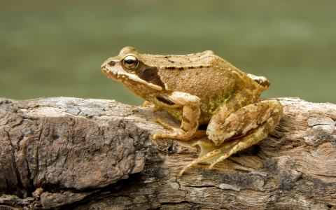Common Frog - Rana temporaria, species information page, photo licensed for reuse CCASA2.5