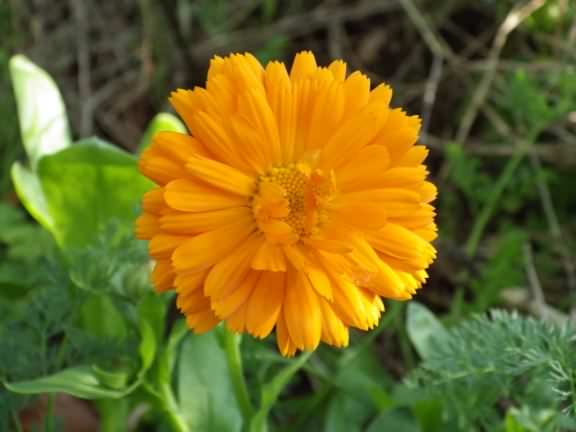Common Marigold - Calendula officinalis, species information page, photo licensed for reuse CCASA3.0