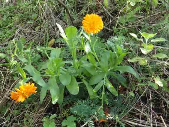 Common Marigold var. "Chrysantha" - Calendula officinalis, click for a larger image