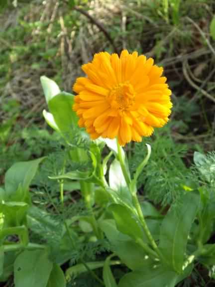 Common Marigold - Calendula officinalis, species information page