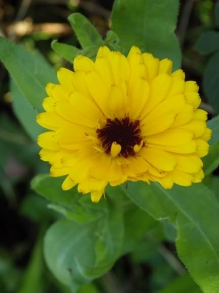 Common Marigold var. "Chrysantha" - Calendula officinalis, click for a larger image