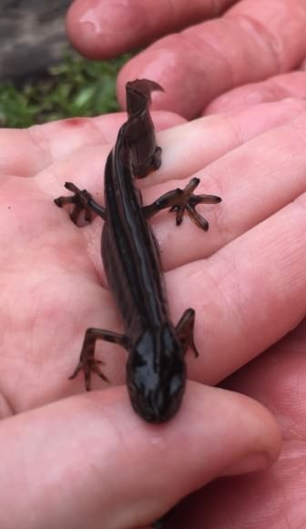 Common newt - Lissotriton vulgaris, click for a larger image, ©2021 Dan Higham