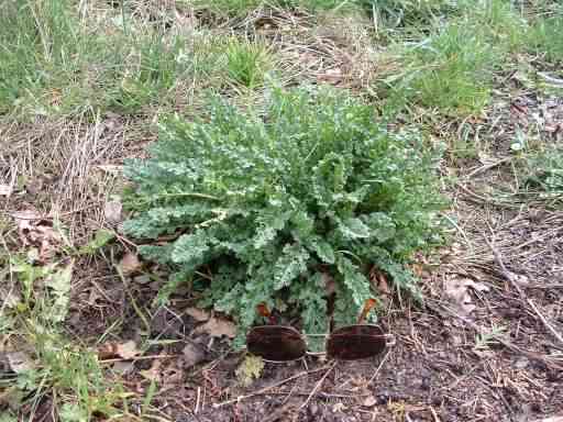 Common Ragwort - Jacobaea vulgaris, click for a larger image