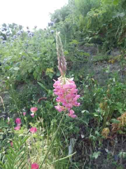 Common Sainfoin - Onobrychis viciifolia, click for a larger image