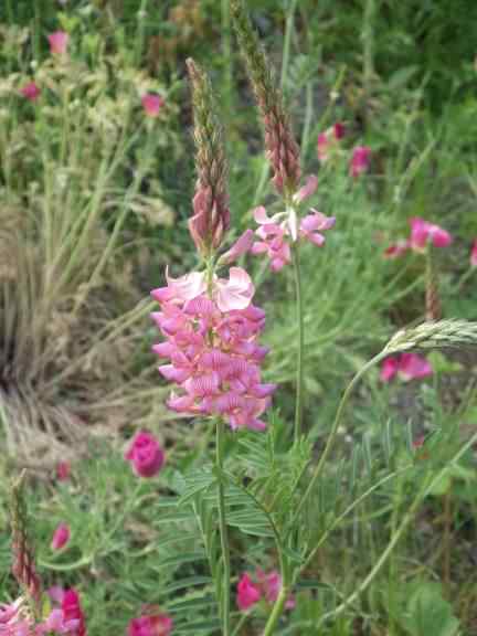 Common Sainfoin - Onobrychis viciifolia, species information page
