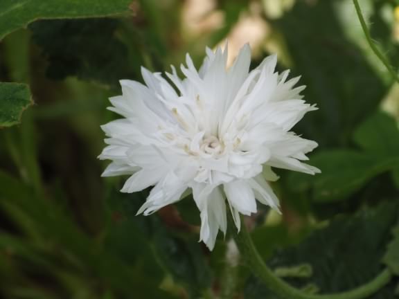 Cornflower - Centaurea cyanus, click for a larger image