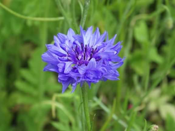 Cornflower - Centaurea cyanus, click for a larger image