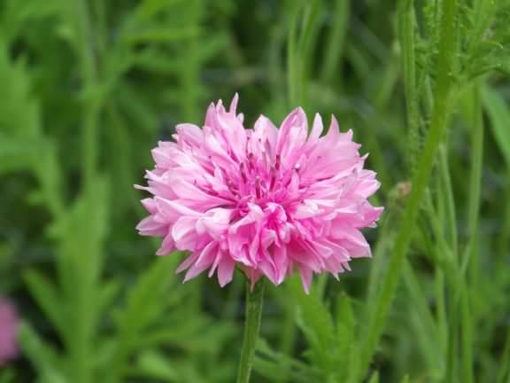 Cornflower - Centaurea cyanus, click for a larger image