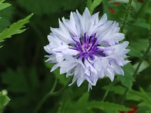 Cornflower - Centaurea cyanus, click for a larger image