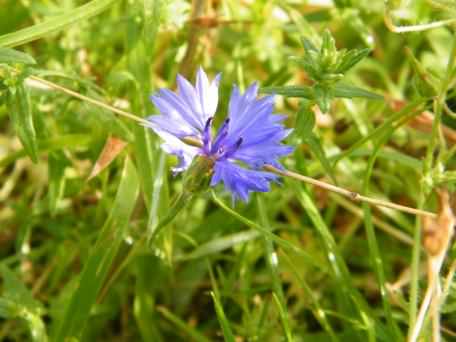 Cornflower - Centaurea cyanus, click for a larger image